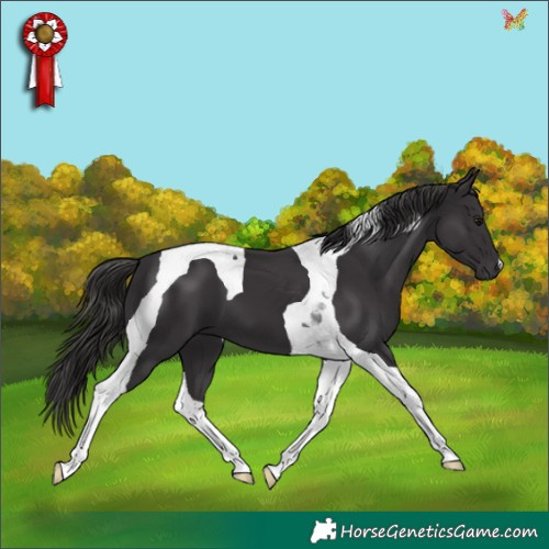 Horse Color:Smoky Black Tobiano 