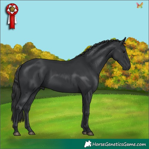 Horse Color:Black 