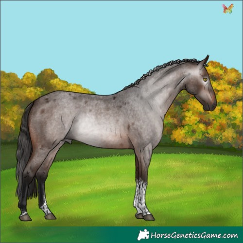 Horse Color:Gray Bay Roan Tobiano Rabicano 