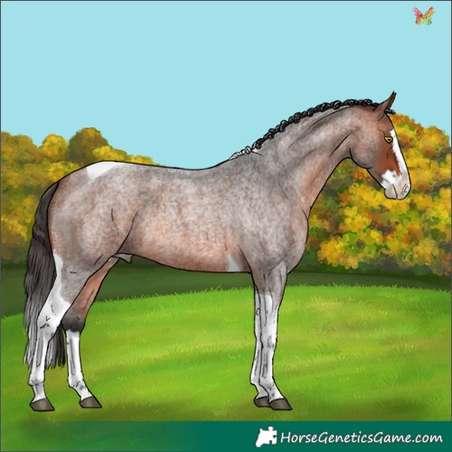 Horse Color:Bay Roan Splash Tobiano Rabicano 
