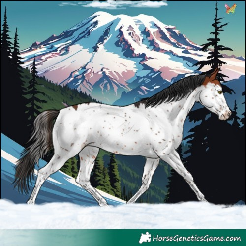 Horse Color:Bay Splash Rabicano 