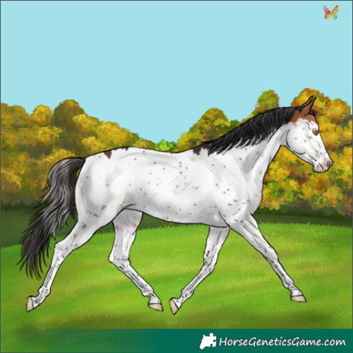 Horse Color:Bay Splash Rabicano 