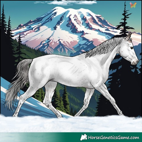 Horse Color:Gray Bay Roan Splash Tobiano Rabicano 