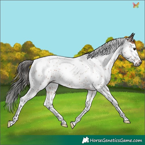 Horse Color:Gray Bay Roan Splash Tobiano Rabicano 