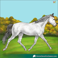 Horse Color:Gray Bay Roan Splash Tobiano Rabicano 