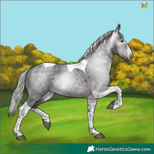 Horse Color:Gray Silver Brown Roan Splash Tobiano Rabicano 