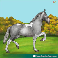 Horse Color:Gray Silver Brown Roan Splash Tobiano Rabicano 