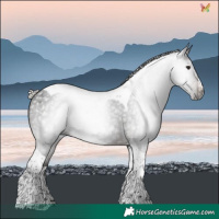 Horse Color:Gray Silver Brown Roan Splash Tobiano Rabicano 