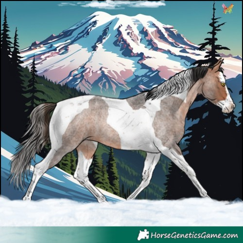 Horse Color:Bay Roan Splash Tobiano Rabicano 
