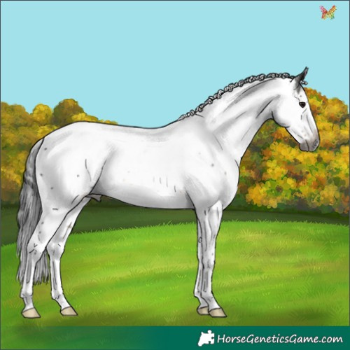Horse Color:Gray Buckskin Sabino Splash Rabicano 