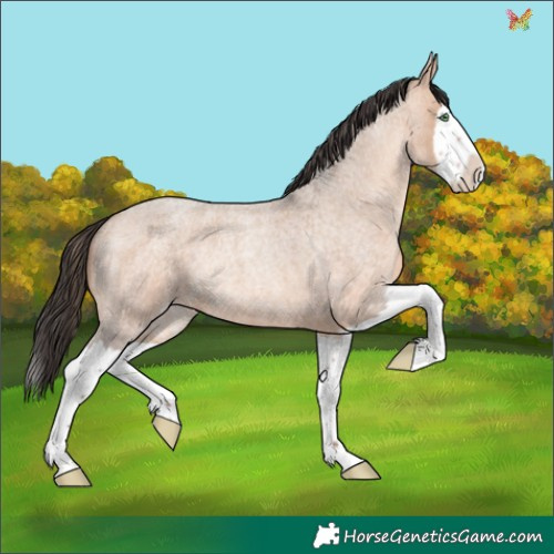 Horse Color:Amber Champagne Roan Splash Rabicano 