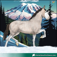 Horse Color:Amber Champagne Roan Splash Rabicano 