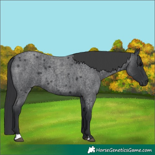 Horse Color:Blue Roan 