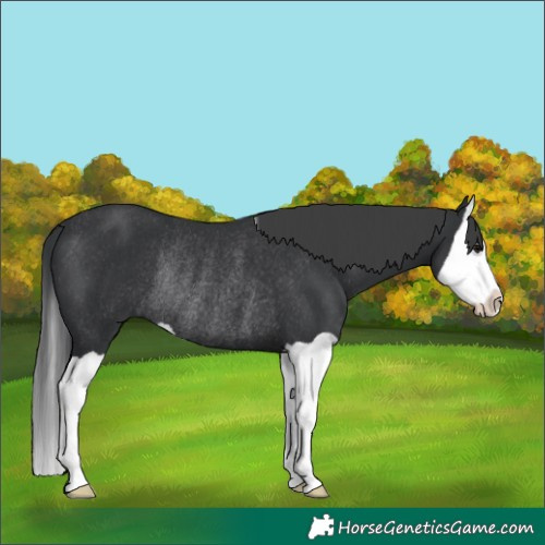 Horse Color:Black Splash Rabicano