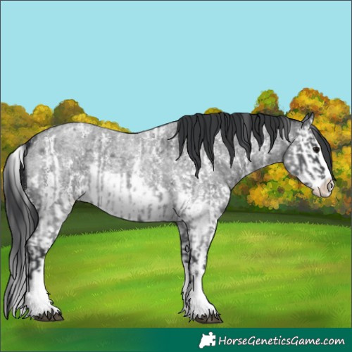 Horse Color:Blue Roan Sabino Splash  and Blue Roan Sabino Splash 