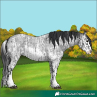 Horse Color:Blue Roan Sabino Splash and Blue Roan Sabino Splash
