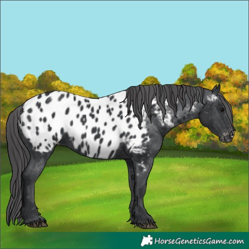 Horse Color:Black Near Leopard 