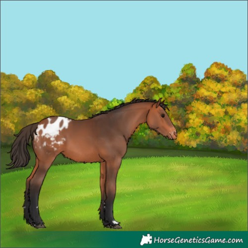 Horse Color:Bay Appaloosa 