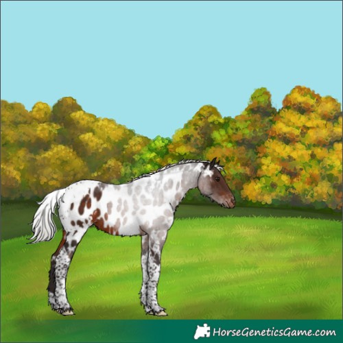 Horse Color:White Spotted Silver Brown Tobiano Near Leopard Rabicano 