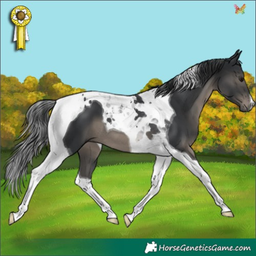 Horse Color:Black Tobiano 
