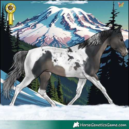 Horse Color:Black Tobiano 