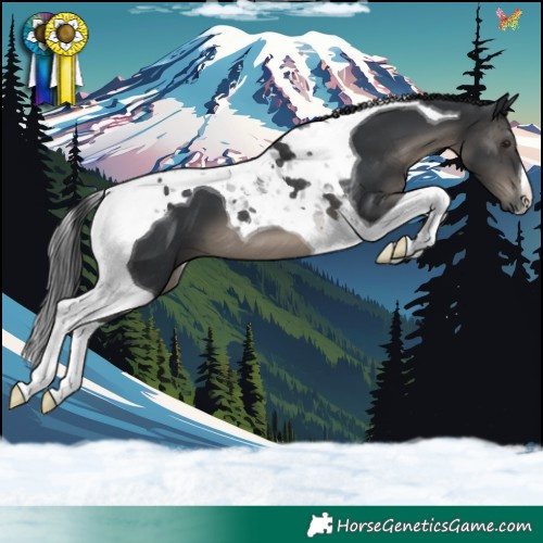 Horse Color:Black Tobiano 