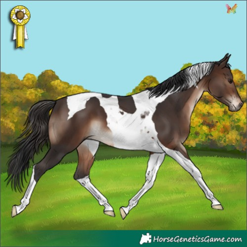 Horse Color:Brown Tobiano 