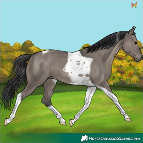 Horse Color:Grullo Tobiano 