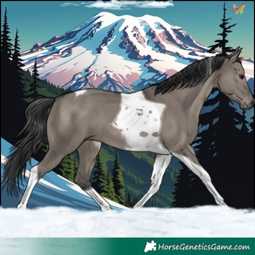 Horse Color:Grullo Tobiano 