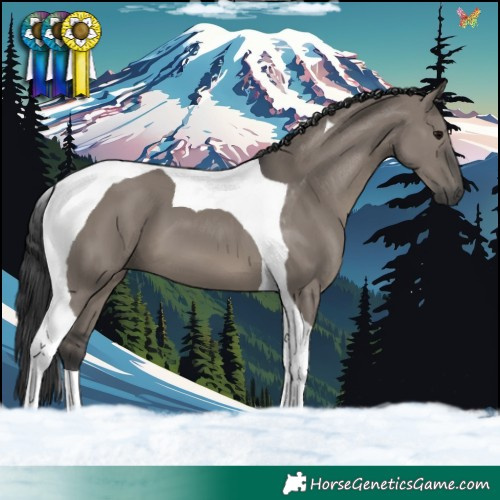 Horse Color:Grullo Tobiano 