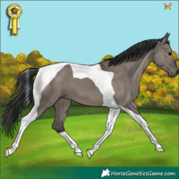 Horse Color:Grullo Tobiano 