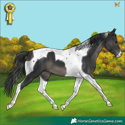 Horse Color:Black Tobiano 