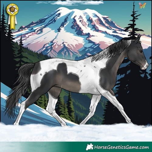 Horse Color:Black Tobiano 
