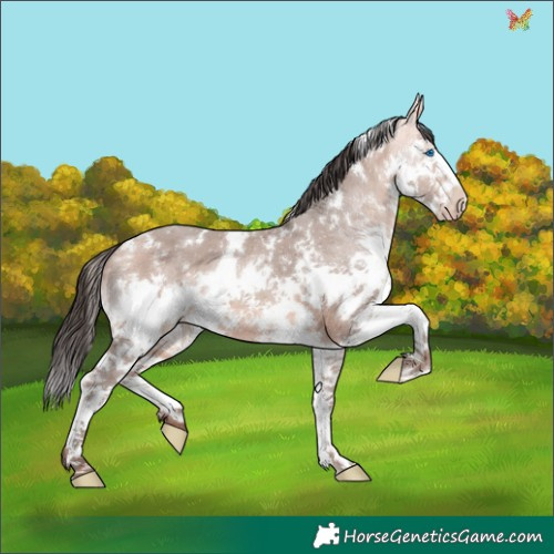 Horse Color:White Spotted Sable Champagne Splash 