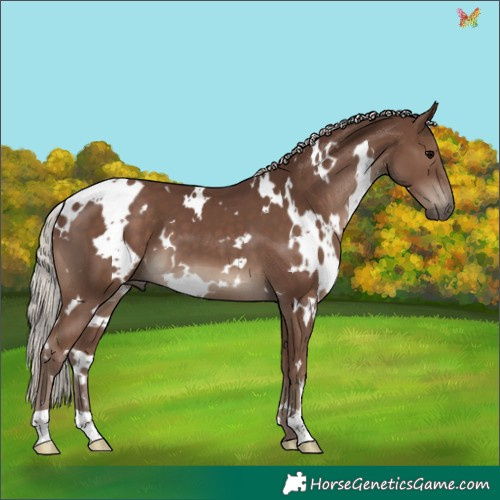 Horse Color:White Spotted Silver Black 