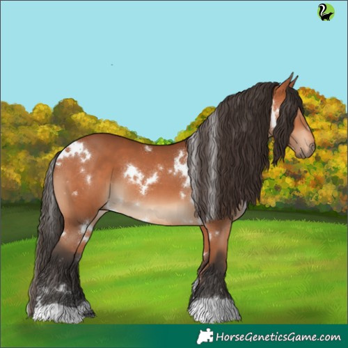 Horse Color:White Spotted Bay 