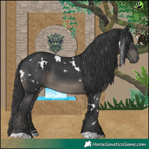 Horse Color:White Spotted Black 