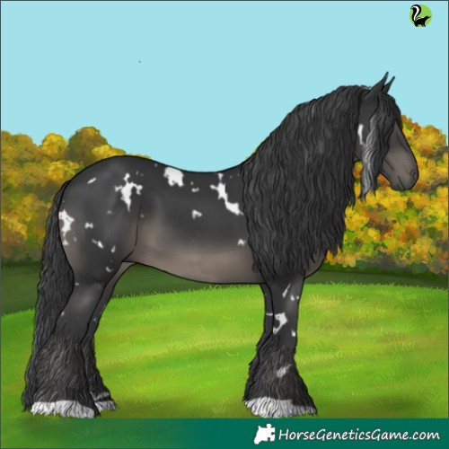 Horse Color:White Spotted Black 