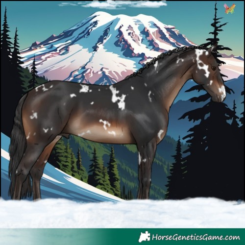 Horse Color:White Spotted Brown 