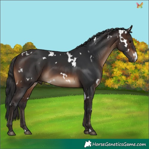 Horse Color:White Spotted Brown 