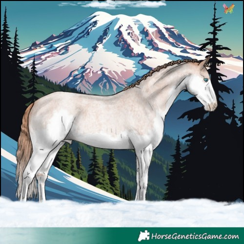 Horse Color:Gold Champagne Roan Splash 