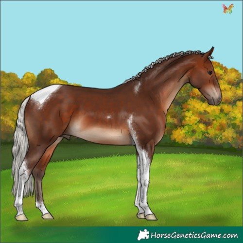 Horse Color:Silver Brown Tobiano 