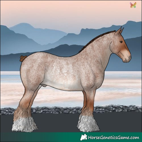Horse Color:Red Roan Rabicano 