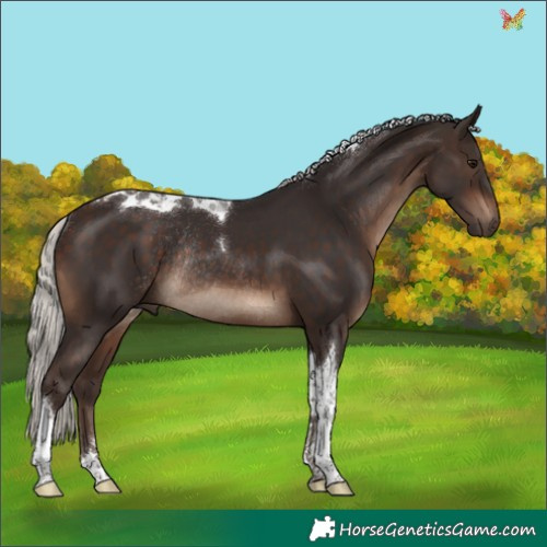 Horse Color:Silver Brown Tobiano Rabicano 
