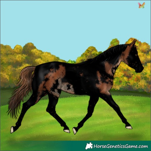 Horse Color:Void White Spotted Chestnut Splash Tobiano Rabicano 