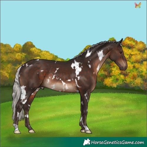 Horse Color:White Spotted Silver Brown Rabicano 