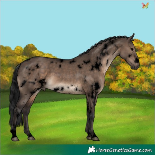 Horse Color:Void White Spotted Brown Dun 
