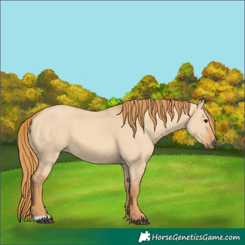 Horse Color:Red Dun 