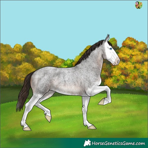 Horse Color:Liver Red Roan Splash 