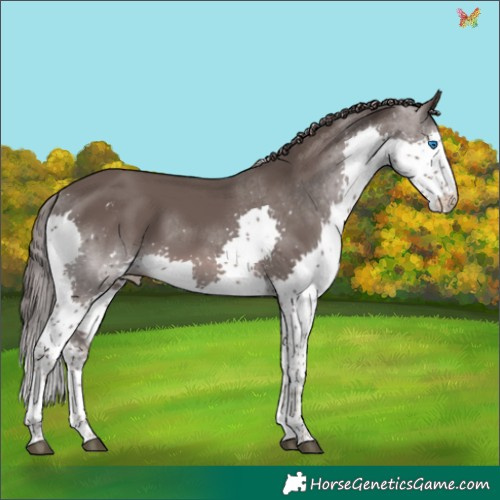 Horse Color:Platinum Liver Chestnut Sabino Splash Tobiano 
